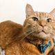 Cheddar “Chiz” Cara, the world’s worst possible lab subject.